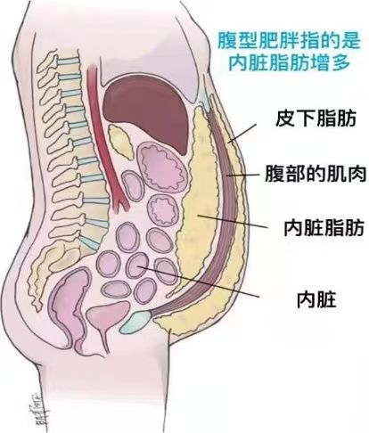 瘦子却有脂肪肝？内脏脂肪！